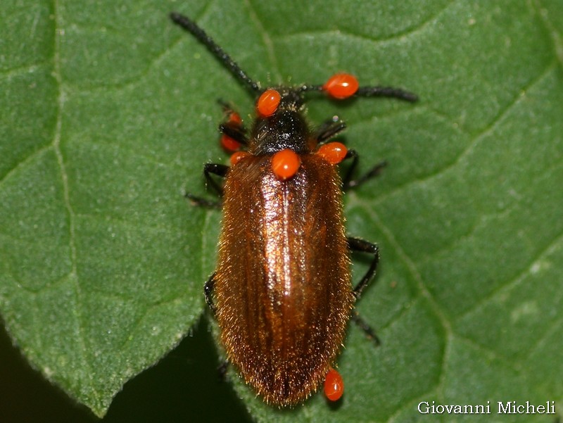 Lagria rugosola? No, forse L. hirta, Tenebrionidae